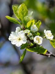 Flowers on a plum tree in spring.