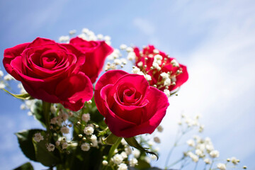 赤いバラと青い空
