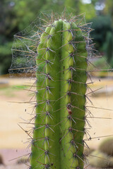 cactus close up