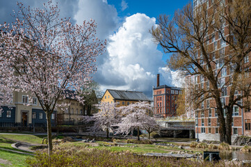 City park Strömparken during spring in Norrköping, Sweden. Norrköping is a historic industrial town.

