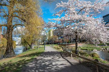 City park Strömparken during spring in Norrköping, Sweden. Norrköping is a historic industrial town.