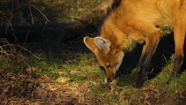 Close up of a maned wolf eating a chicken on a meadow.