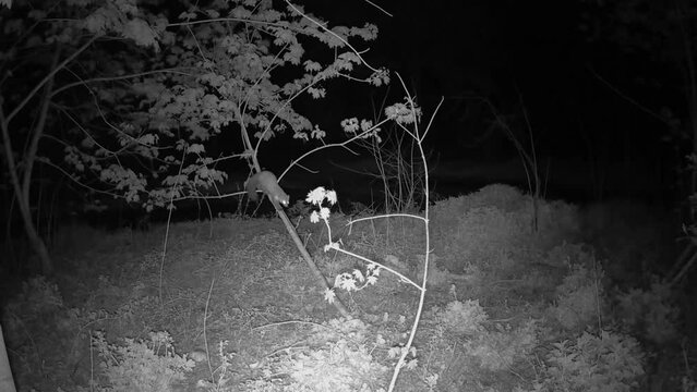 Ein Marder klettert auf einen d&uuml;nnen Baum