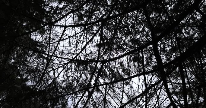 evergreen trees or in early spring, green needles on the branches of an ordinary spruce in the spring season