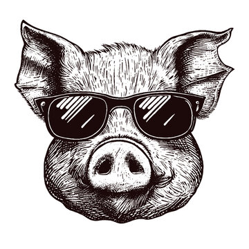 pig wearing sunglasses, cool pig sketch 