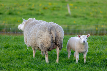 Naklejka na ściany i meble Selective focus of mother sheep and newborn baby nibbling fresh grass on the green meadow in spring, Young lamb standing in the field, Open farm with dairy cattle in countryside farm, Netherlands.
