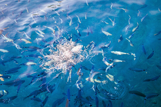 Schooling fish on the surface of the water being fed at the tourist stop for a swim