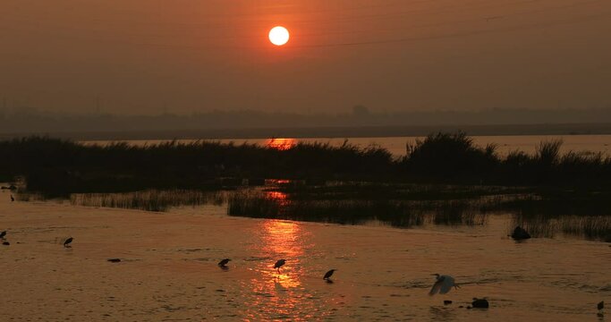 Bird Crane at sunset