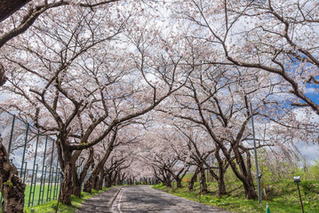 Obraz premium 北斗市桜回廊