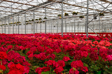 Large greenhouse with geranium flowers