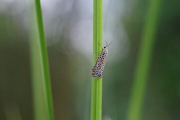 Utetheisa pulchella is a moth with dark red spots.