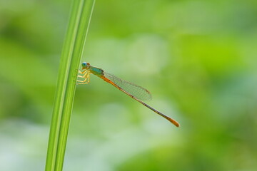 Ceriagrion cerinorubellum Found in the vegetable plot.