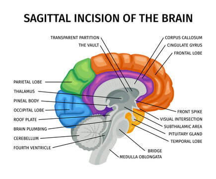 Brain Sagittal Incision Composition