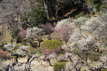 大倉山公園梅林の風景1