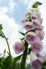植物園、花、東京、日本、野外、空、青空、雲、花、5月、春、植物、自然、ジャパン、スプリング、