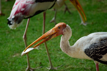 Gazelle In various postures Like to live together in a crowd