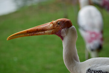 Gazelle In various postures Like to live together in a crowd