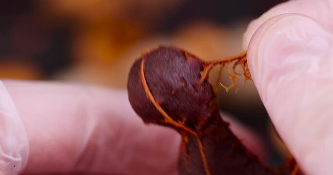 peel a ripe and delicious tamarind pod from the shell, a close-up of a tamarind in the kitchen