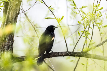 bird on a branch