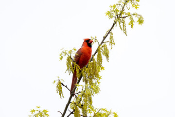 bird on a branch