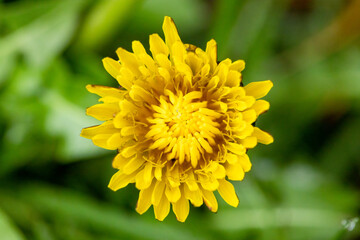 yellow dandelion flower