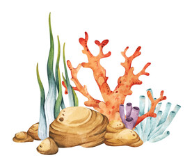 Seaweeds. Watercolor illustration. © Khaneeros