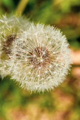 Obraz premium close up of dandelion