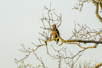 eagle in tree