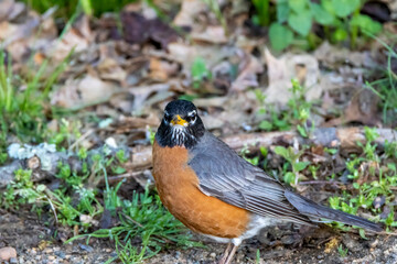 robin