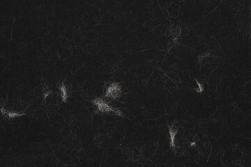 Animal white wool on black clothes background texture. close up of cat hair on clothes