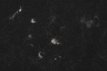 Animal white wool on black clothes background texture. close up of cat hair on clothes
