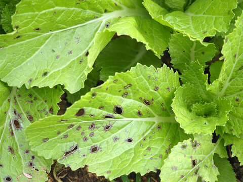 Alternaria leaf spot and soft rot in mustard greens, chinese cabbage. Closeup photo, blurred.