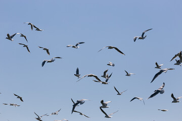 big group of white grey gulls flying in the blue sky
