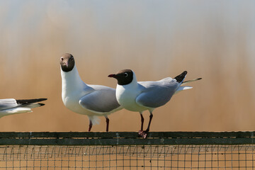Two black-headed gulls sitting next to each other on wooden fence