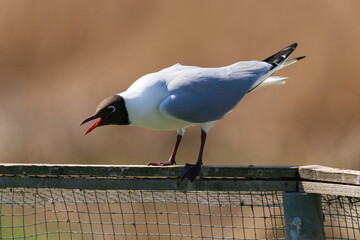 Black-headed gull sitting on wooden fence with an open beak