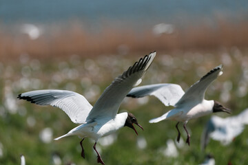 Black-headed gulls in breeding colony landing on green grass