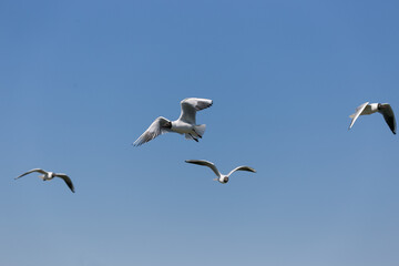 Two black-headed gulls flying next to each other