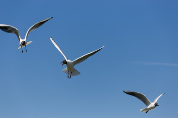 Fototapeta na wymiar Black-headed gull flying and screaming at other bird