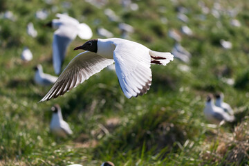 Black-headed gull flying in breeding colony