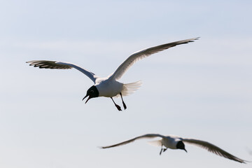 Flying black-headed gulls in blue sky on sunny day