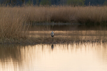 Grey heron at sunset