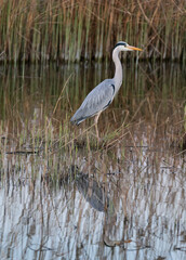 Grey heron standing in brown reed 