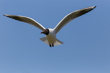 Flying black-headed gull with open wings