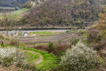 The Ahr valley has contributed considerably to the German Red Wine Miracle, which put the Ahr valley&lsquo;s Pinot Noir on the map internationally during the 1990ies.