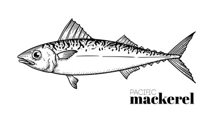 Hand drawn sketch style Pacific Mackerel. Fish restaurant menu element. Best for seafood market designs. Vector illustration.