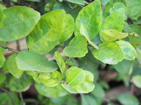 Trace element zinc deficiency on lime leaf. Closeup photo, blurred.