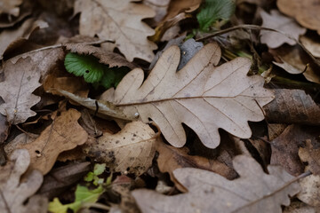 gried oak leaf on ground autumn pattern background