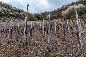Winemakers in the Ahr valley wine region focus on quality rather than quantity, which is why the region produces some award-winning wines.
