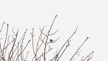 Great Tit perched on a twig. Colourful bird looking down from branch of almond tree. White sky with space for text. Almond tree branches without leaves. Spring beginning to blossom on the trees.