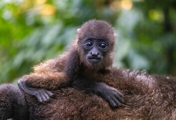 Howler monkey